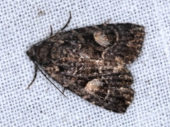 Condica macrosema