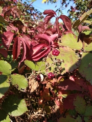 Rubus
