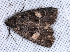 Condica macrosema