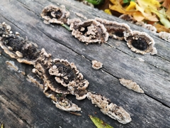Auricularia mesenterica