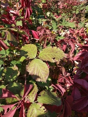 Rubus