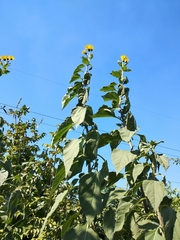 Helianthus tuberosus