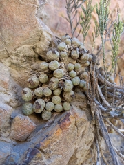 Conophytum truncatum