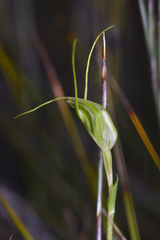 Pterostylis pedoglossa