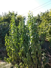 Helianthus tuberosus