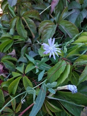 Lactuca tatarica