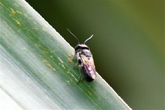 Megachile disjuncta
