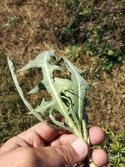 Lactuca tatarica