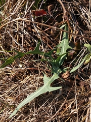 Lactuca tatarica