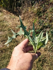 Lactuca tatarica