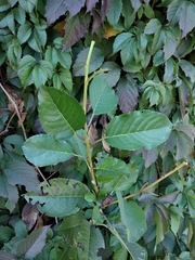 Prunus cerasus