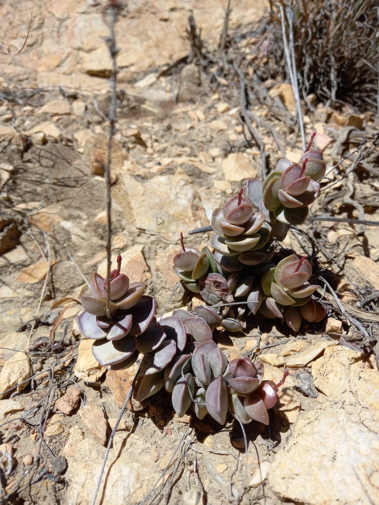 Adromischus subdistichus, Cacadu, ZA-EC, ZA