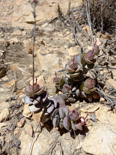 Adromischus subdistichus