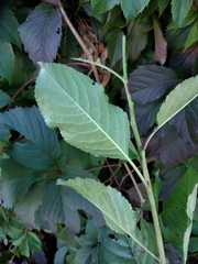 Prunus cerasus
