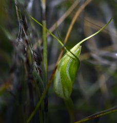 Pterostylis pedoglossa