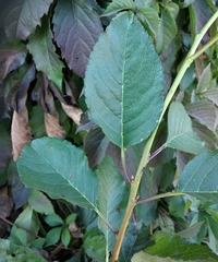 Prunus cerasus