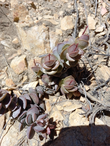 Adromischus subdistichus