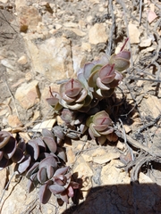 Adromischus subdistichus