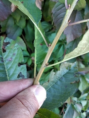 Prunus cerasus