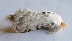 Apotolype brevicrista