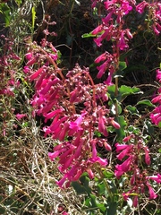 Penstemon clevelandii