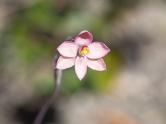 Thelymitra carnea
