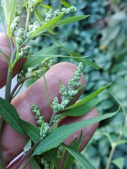 Chenopodium album