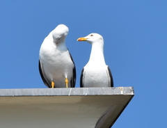 Larus fuscus