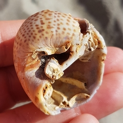 Naticarius stercusmuscarum