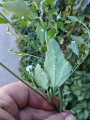Chenopodium album