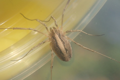 Odiellus troguloides