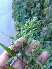 Chenopodium album
