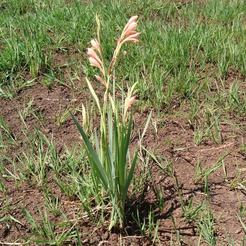 Image of Gladiolus antholyzoides by (c) Henry de Lange, some rights reserved (CC BY)