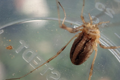 Odiellus troguloides