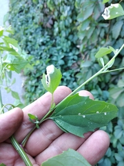 Chenopodium album