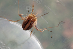 Odiellus troguloides