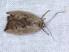 Cryptolechia triphaenatella