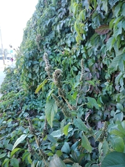 Amaranthus retroflexus
