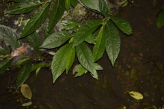 Elatostema reticulatum