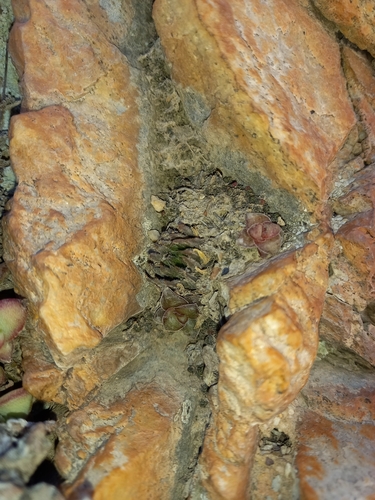 Haworthia monticola