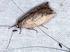 Cryptolechia triphaenatella