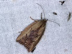 Cryptolechia triphaenatella