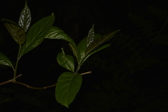 Ehretia acuminata