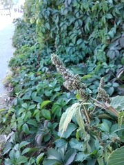 Amaranthus retroflexus