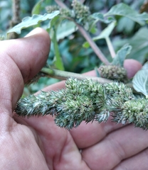 Amaranthus retroflexus