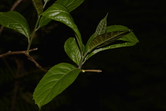 Ehretia acuminata