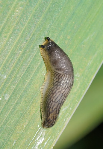 Didysis arionas nuotrauka