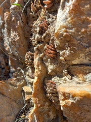 Haworthia monticola
