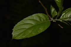 Ehretia acuminata