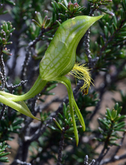 Pterostylis straminea